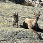 twee steenbokken in de alpen