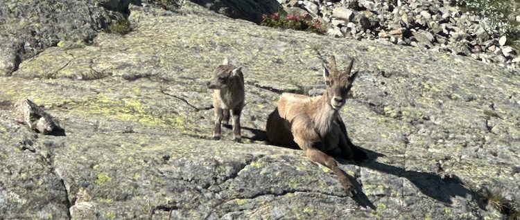 twee steenbokken in de alpen